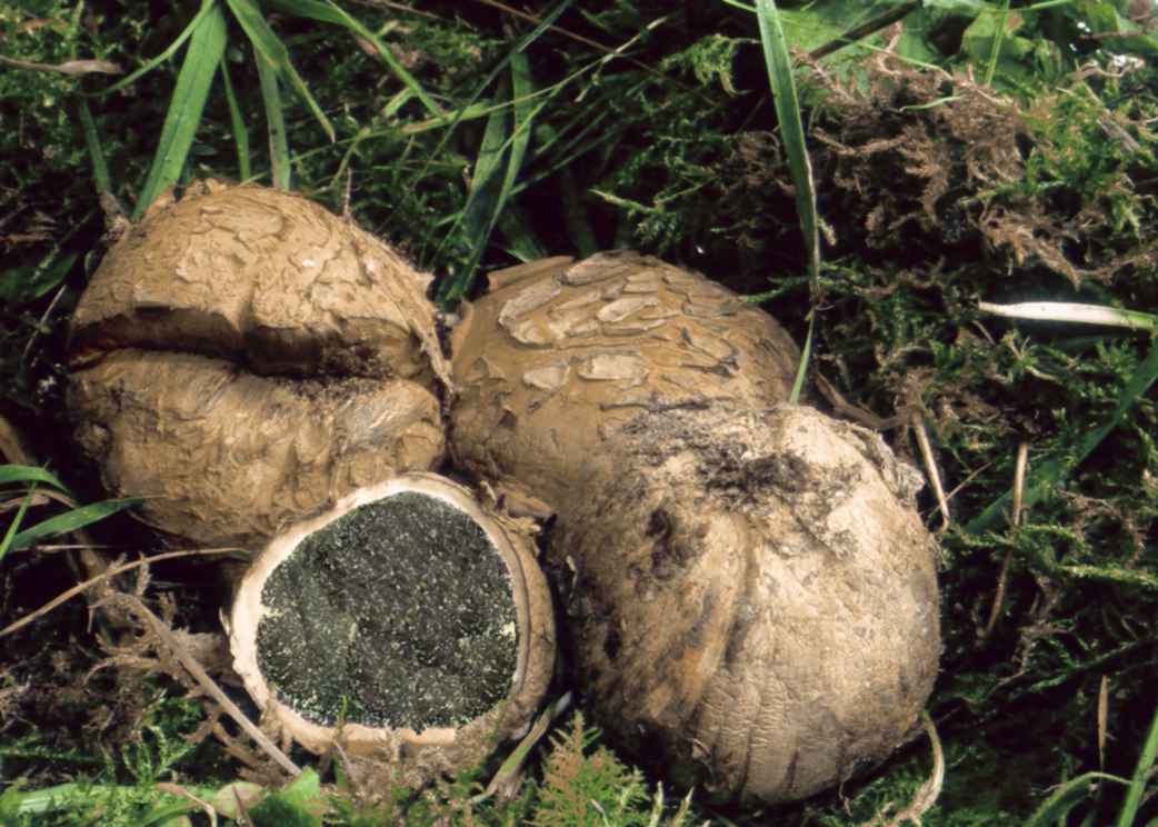 due gasteromiceti interessanti